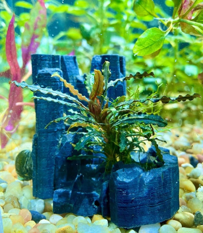 Freshwater Plants and Inverts