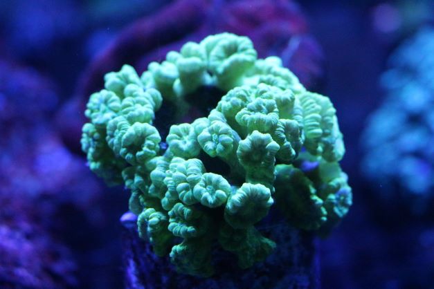 Saltwater Coral